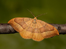 Srpokřídlec bukový - Watsonalla cultraria