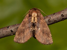 Hřbetozubec olšový - Ptilodon capucina