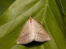 Kropenatec hasivkový - Petrophora chlorosata