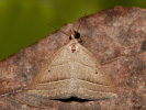 Kropenatec hasivkový - Petrophora chlorosata