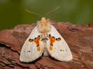 Hřbetozubec dvoubarvý - Leucodonta bicoloria