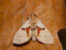 Hřbetozubec dvoubarvý - Leucodonta bicoloria