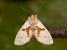 Hřbetozubec dvoubarvý - Leucodonta bicoloria