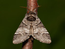Hřbetozubec hnědý - Drymonia dodonaea