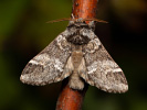 Hřbetozubec hnědý - Drymonia dodonaea
