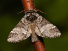 Hřbetozubec hnědý - Drymonia dodonaea