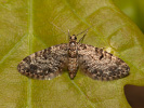 Píďalička borová - Eupithecia tantillaria