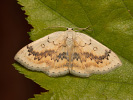 Očkovec javorový - Cyclophora annularia