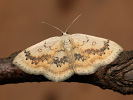 Očkovec javorový - Cyclophora annularia