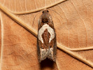 Obaleč skobovitý - Epiblema foenella