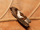Obaleč skobovitý - Epiblema foenella