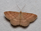 Vlnopásník hnědonachový - Scopula rubiginata