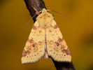  - Xanthia icteritia