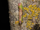 Hranostajník osikový - Furcula bifida