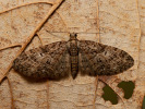 Píďalička jarní - Eupithecia abbreviata