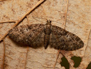 Píďalička jarní - Eupithecia abbreviata