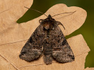 Uferbrennesselflur-Silbereule - Abrostola tripartita
