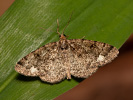 Různorožec lískový - Parectropis similaria