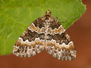 Píďalka lísková - Electrophaes corylata