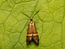 Adéla pestrá - Nemophora degeerella