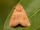  - Atethmia centrago