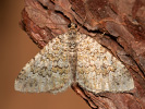 Píďalka žlutozelená - Euphyia frustata