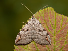 Píďalka úhorová  - Aplocera plagiata 