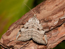 Píďalka úhorová  - Aplocera plagiata 