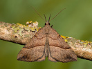 Zobonosec kopřivový - Hypena proboscidalis
