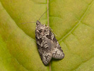 Obaleč listový - Cnephasia communana