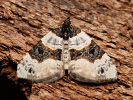 Píďalka očkovaná - Cosmorhoe ocellata
