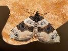 Píďalka očkovaná - Cosmorhoe ocellata