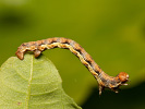 Tmavoskvrnáč zhoubný - Erannis defoliaria