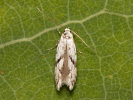  - Stenolechia gemmella