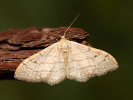 Žlutokřídlec kručinkový - Idaea aversata