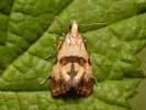 Obaleč - Phalonidia contractana