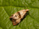 Obaleč - Phalonidia contractana