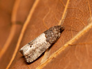 Obaleč stromový - Notocelia roborana