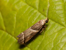 Zavíječ - Nyctegretis lineana
