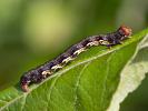 Tmavoskvrnáč zhoubný - Erannis defoliaria