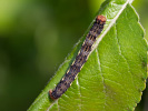 Tmavoskvrnáč zhoubný - Erannis defoliaria