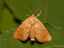 Slimákovec dubový - Apoda limacodes
