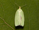 Obaleč dubový - Tortrix viridana