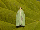 Obaleč dubový - Tortrix viridana
