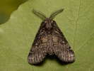Hřbetozubec nepravý - Gluphisia crenata