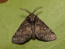 Hřbetozubec nepravý - Gluphisia crenata