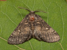 Hřbetozubec nepravý - Gluphisia crenata