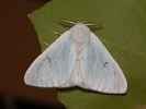 Bekyně černé L - Arctornis l-nigrum