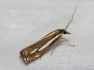 Travařík luční - Crambus pratellus