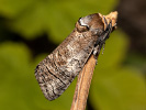 Drvopleň obecný - Cossus cossus